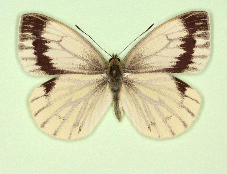 Pieris napi female (aberrant form continua 3) (Internet Image property of respective owner, non-commercial use only)